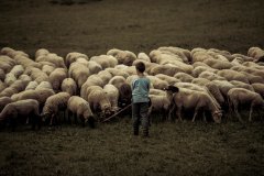 shepherd boy.jpg